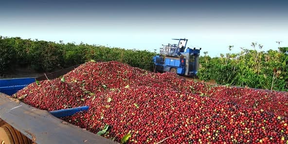 UGANDAN ROBUSTA AND ARABICA COFFE BEANS FOR SALE +27719755564