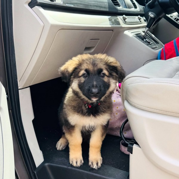 Elite-Minded German Shepherd Puppies – Intelligence, Strength, Loyalty