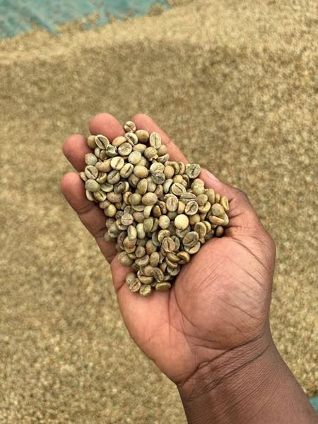 UGANDAN ROBUSTA AND ARABICA COFFE BEANS FOR SALE +27719755564