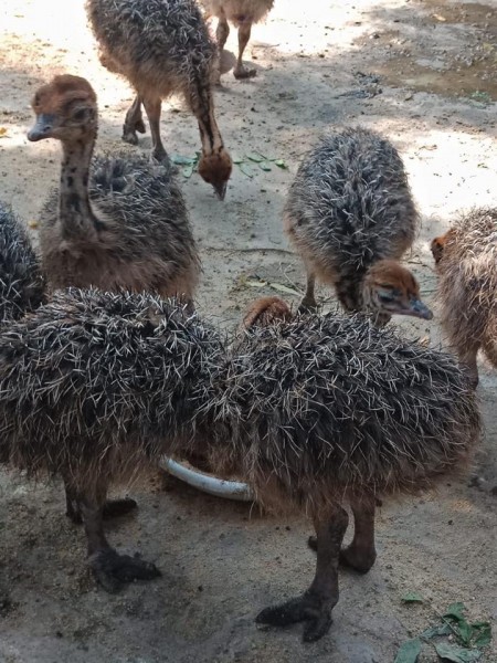South African Ostrich chicks and eggs suppliers