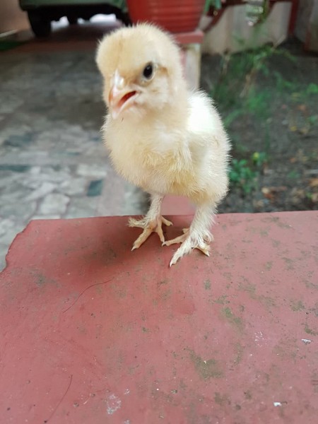 Day old and layer chickens for sale