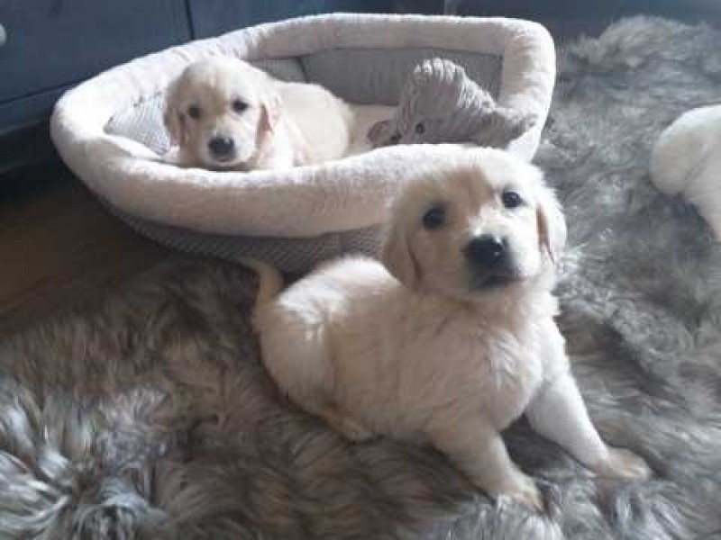 2 Adorable Golden Retriever puppies for rehoming
