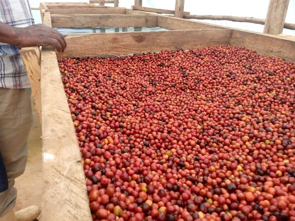 The Green Coffee beans (Arabica Coffee) Grade: AA, A, and AB+27719755564
