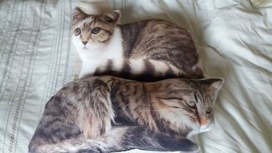 2 cat motif cushions, brand new still in its packaging for sale