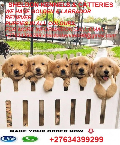 GOLDEN RETRIEVER PUPPIES & DOGS FOR SALE+27634399299