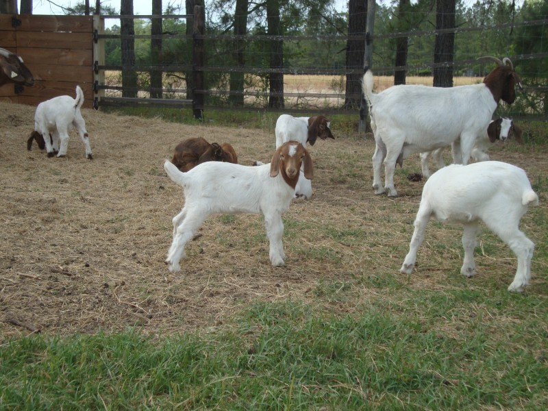 Cute male and female Merino sheep and goat 
