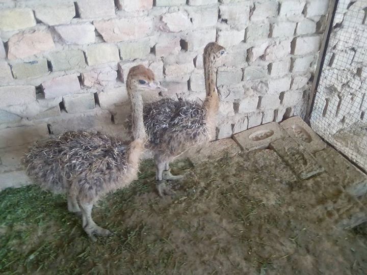  South African Ostrich chicks and eggs suppliers