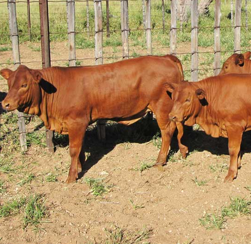 Young calves and adult bulls and heifers available