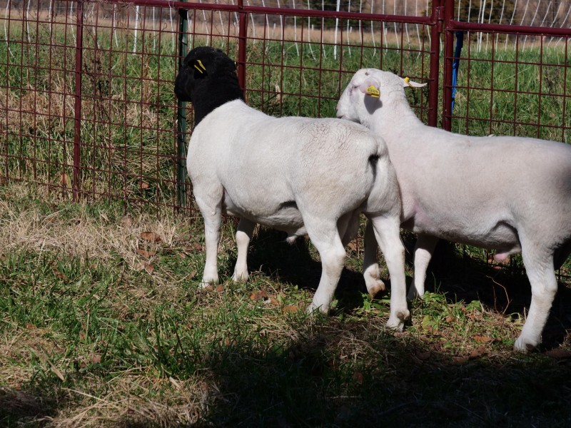 Goat and sheep available 