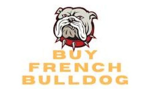 Buy French BullDogs Online