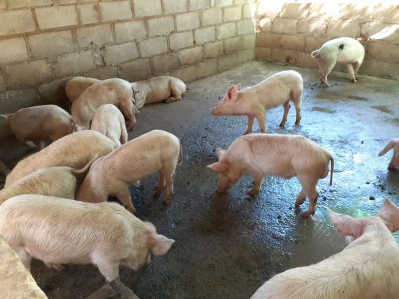 gilt pigs for sale