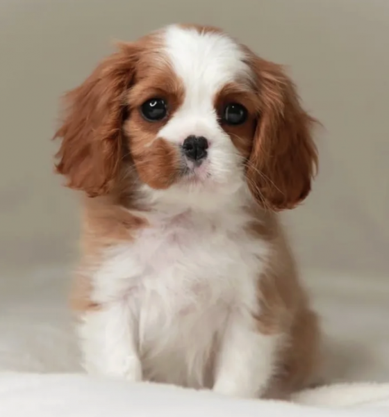 Little Royalty – Cavalier King Charles Puppies for Loving Homes