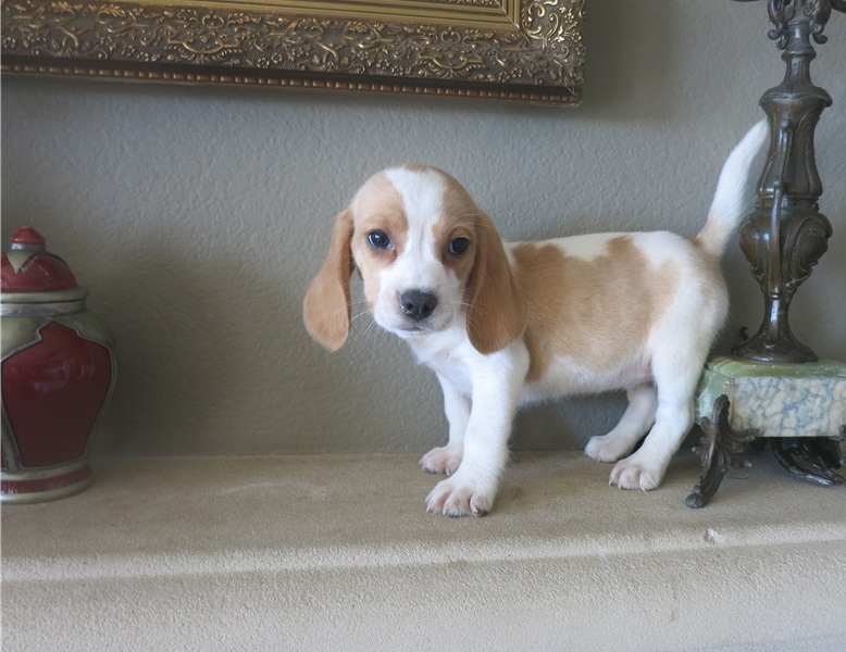 Beautiful Beagle Puppies Available.