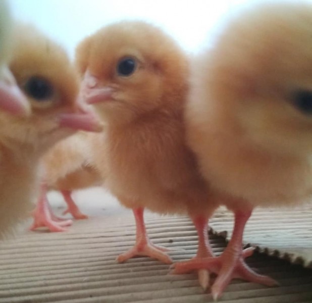 Where to order Day old and layer chickens