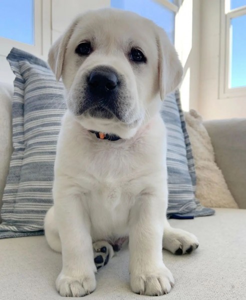 Labrador Retriever Puppies Available