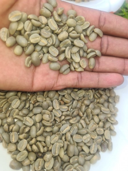 Green Coffee beans (Arabica Coffee) Grade: AA, A, and AB +27719755564