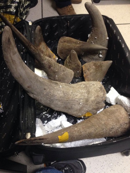 What Can I Do with My ElephantIvory & Rhino Horns What’s App On? +27781701667
