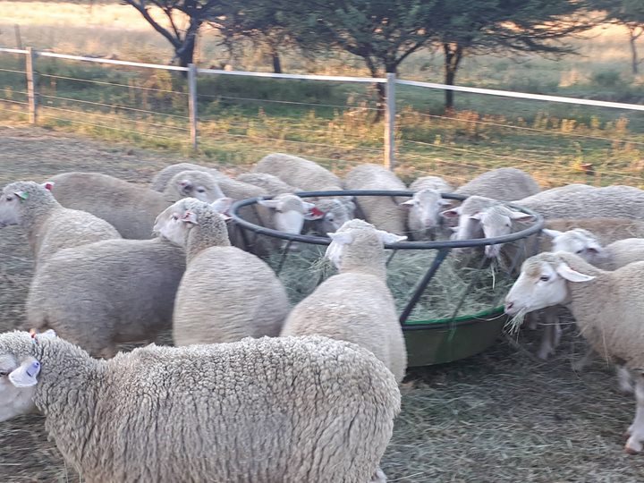 South African Dorper lamb suppliers
