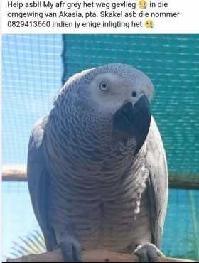 African Grey Missing