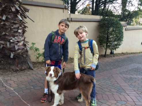 AUSTRALIAN SHEPARD (brown and white) LOST 26816 NEAR PARKVIEW POST OFFICEWOODHILL GOLD ESTATE