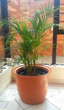 Bamboo palm in professional water control system