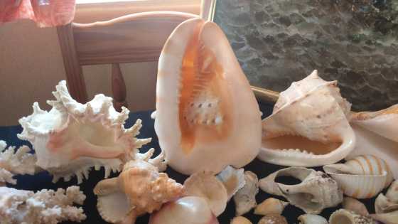 Beautiful shells for sale