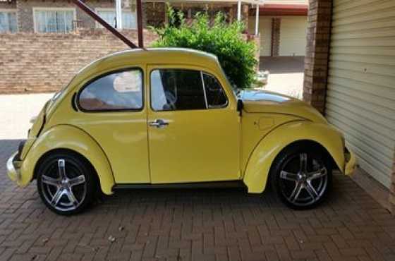 Beetle for sale