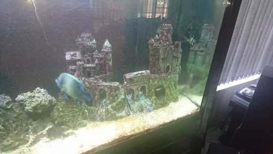 Boyu Marine Tank