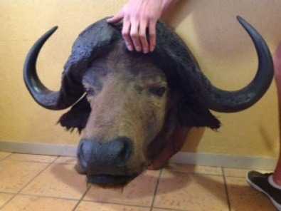 Buffalo Trophie