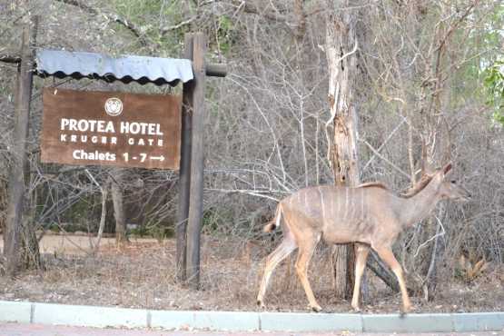 Burchells Bush Lodge