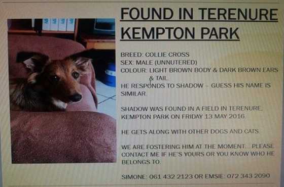 Collie cross Found in Terenure, Kempton Park