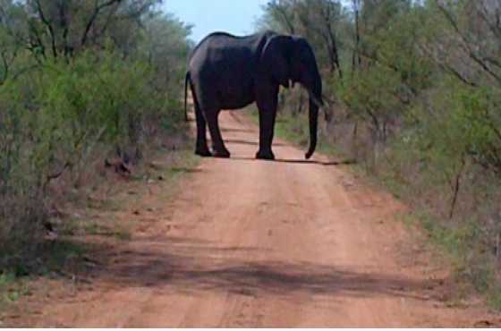 Dinokeng Game Reserve