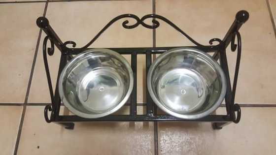 Dog feeder vir katte en klein tiepe hondjies.