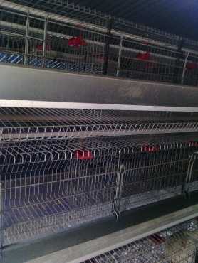 EGG LAYING CAGES