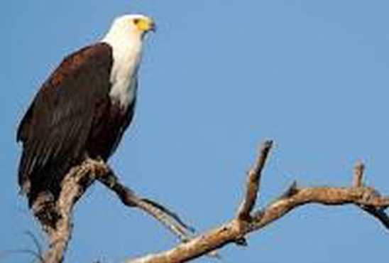Excellent opportunity and get awaken by the sound of the fish eagle