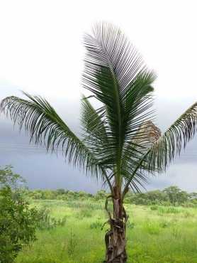 Farm in Mozambique