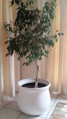 Ficus Benjamina