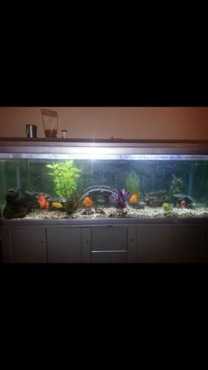 fish tank for sale 680 liter silver with cabinet