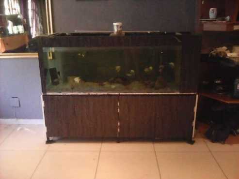 Fish tank for sale