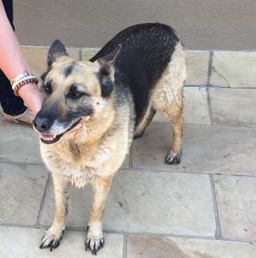 Found German Shepherd