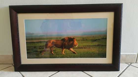 Framed Wild-Life Pictures