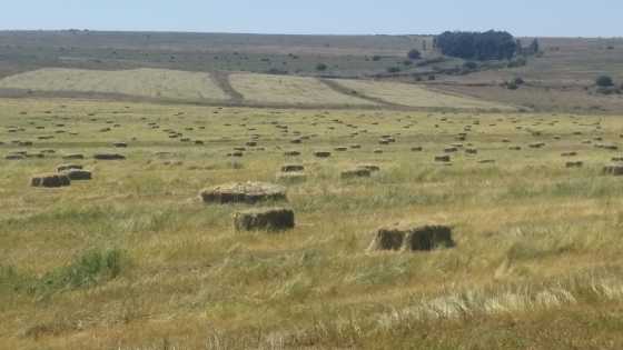 Freshly baled Teff square bales for sale