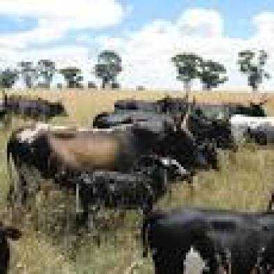 Grazing LandFarm Wanted