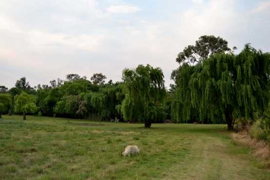 Groot 3 slaapkamer huis te huur