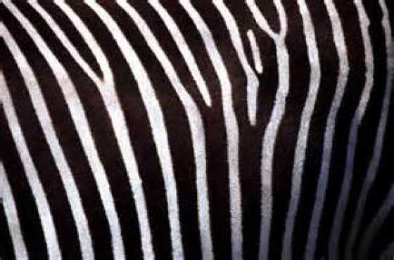 High quality Zebra Hides for sale