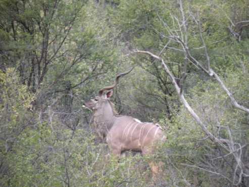 Hunting - 1 Hr From JHB - Accommodation available