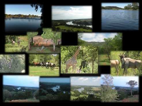 Hunting - 1 Hr From JHB - Accommodation or Day Hunts