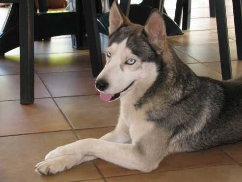 Husky Missing Reward