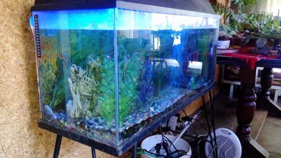 I have a fish tank for sale