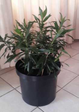 Indoor plant in Controlled Watering System Pot